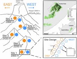 Image result for Microchloa altera