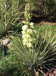 Image result for Yucca