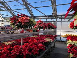 This plant is said to grow outdoors in the following regions woodcrest, california. Jolly Lane Caring For Holiday Plants Christmas Tree Disposal Growing Tips Jolly Lane Greenhouse