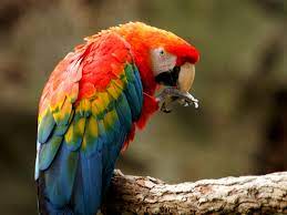Use it to cut out 3 birds of any color construction paper you would like. Scarlet Macaw Wikipedia