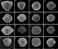 Image result for Mucuna poggei