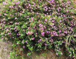 Image result for Cuphea