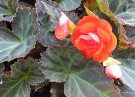 Begonia Home Garden Information Center