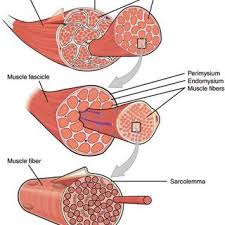 We did not find results for: 3 Light Microscope Slide Of Skeletal Muscle Stained By H E A Download Scientific Diagram