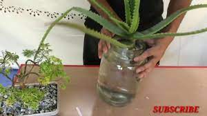 If your aloe is planted outside in a hot area, water your plant once or twice each week. Growing Aloe Vera In Water Youtube