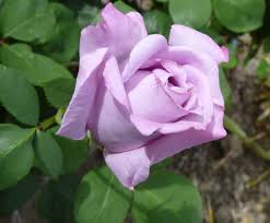 Do you believe in love at first sight? Meaning Of Purple Roses Lavender Roses Pictures Flower Glossary