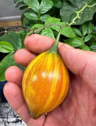 Image result for Solanum betaceum