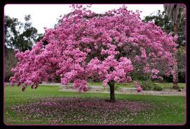 Mar 04, 2019 · here are the top 10 flowering trees sold from the arbor day tree nursery, in order of the most popular. 20 Most Beautiful Flowering Trees Around The World