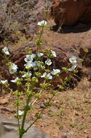 Image result for Hirpicium bechuanense