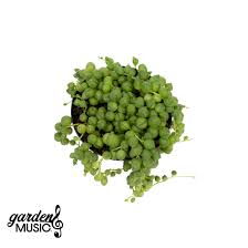 Image result for Senecio subsessilis