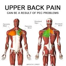 All these muscles are therefore associated with movements of the upper limb. Healthy Street Upper Back Pain Can Be A Result Of Pec Problems Anatomy Facts The Pectoralis Minor Muscle Is Located Toward The Outside Of The Chest It Attaches The 3rd