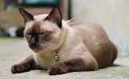 226 Siamese Cat Names - Only For Royalty Felines