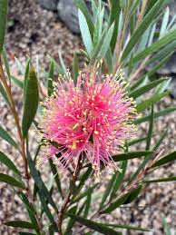 Image result for Callistemon