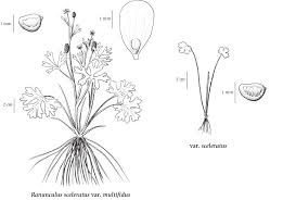 Image result for Ranunculus sceleratus
