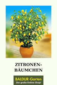 Zitronen Baumchen Top Qualitat Online Kaufen Baldur Garten In 2020 Pflanzen Zitronen Baum Zitronenpflanze