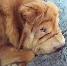This Long Haired Shar Pei Puppy Is The Absolute Cutest Sweetest Thing Cute Dogs Breeds Fluffy Dogs Bear Coat Shar Pei