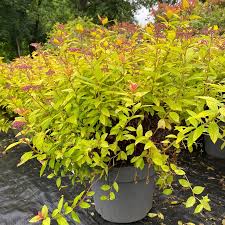 Image result for spirea japonica gold princess