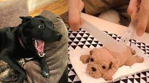 Dog Reaction To Cutting Cake 2020 Funny Dog Cake Reaction Compilation Pets Town Youtube