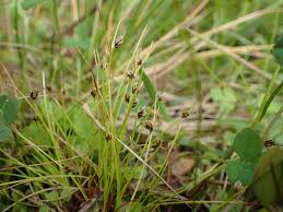 Image result for Isolepis setacea