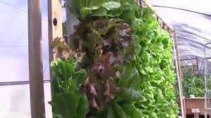 Go Pick Some Lettuce Aquaponics Tower Grow Pockets Plant Harvest Youtube