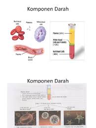 Dalam tubuh kita ni terdapat sel darah yang terdiri daripada sel darah merah, sel darah putih dan sel darah kuning juga dikenali sebagai platlet.siapa yang belajar sains mesti ingatkan.cuma lupa.itp tu penyakit apa pulak kan.itp tu sejenis penyakit gangguan terhadap pendarahan, sistem imun badan mengesan platlet atau sel darah kuning sebagai benda asing dan bertindak memusnahkan sel darah. Jenis Jenis Darah