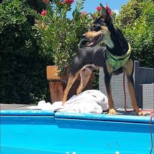 Pool Time Zerberus Zwergpinscher Dogstagram Dogsofinstagram Dogstory Doglovers Hundeliebe Hunde Hund In 2020 Miniature Pinscher Pinscher Miniatures