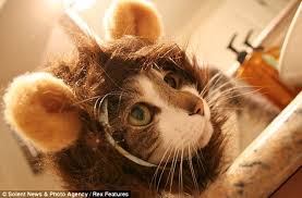 This adorable lion mane cat costume will turn your house cat into a lion cub. Do You Like My Mane Cat Owners Transform Their Pets Into Lions In Latest Internet Craze Daily Mail Online