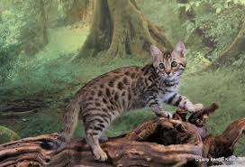 There are many homes where both dogs and cats live and get along with one another. How Long Do Bengal Cats Live