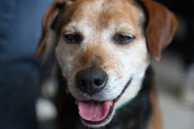 Browns Bay dog event: furry friends unite