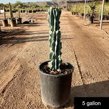 Image result for Cereus