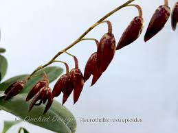 Image result for Pleioceras orientale