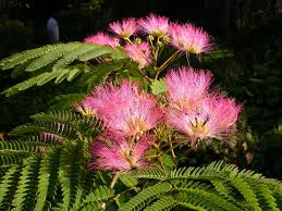 Image result for Albizia grandibracteata