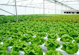 مشروعك دراسة جدوى مصنع منتجات الزراعة المائية باستثمار 4 5 مليون دولار