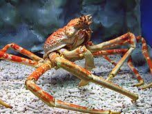 $3400 monster chinese seafood feast in china! Japanese Spider Crab Wikipedia