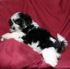 For sale pomeranian puppies for sale in uk teacup pomeranian for sale brisbane teacup pomeranian for sale. Teacup Teddy Bear Dog For Sale