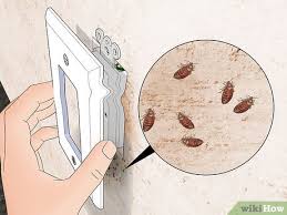 Image result for bed bugs droppings