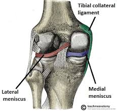 They are attached to the femur (thighbone), tibia (shinbone), and fibula (calf bone) by fibrous tissues called ligaments. The Knee Joint Articulations Movements Injuries Teachmeanatomy