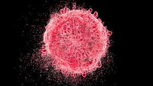 Spanish team cures pancreatic cancer in mice: The science behind it decoded