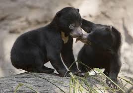 We have 12 models on gangsta bear including images, pictures, models, photos, etc. Gangsta Bear On Twitter When You And Bae Both Naked And Ya Moms Walk In Http T Co Wtdfogbdbu