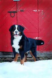 Bernese Mountain Dog We Always Rout For This Beautiful Breed Of Dog The Annual Westminster Dog Show Mountain Dogs Mountain Dog Breeds Westminster Dog Show