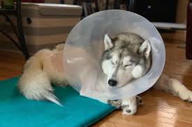 Fundraiser by Ryan Fitch : 2 TPLO Knee Surgeries for Ghost the Siberian  Husky