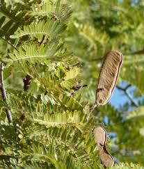 Image result for Brachystegia boehmii