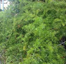 Image result for Asparagus natalensis