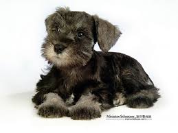 Black And Silver Miniature Schnauzer Puppies For Sale Miniature Schnauzer Puppies Silver Miniature Schnauzer Puppy Picture Miniature Schnauzerr Pu Schnauzer Puppy Miniature Schnauzer Puppies Miniature Schnauzer