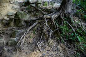 Plant tree species that are less prone to root exposure. Campbell Vaughn Roots Are At The Root Of Healthy Plants