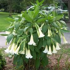 La flor de burundanga es una planta ulucinogena tambien llamada aliento del diablo tiene la la flor contiene un compuesto que se llama escopolamina (no es el único vegetal que lo contiene) que. Floripondio Sun Moon Lsd Hongos Alucinogenos Facebook