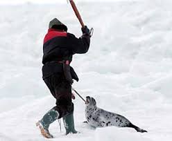 Cecilia The Seal A Story Of A Survivor Of The Seal Hunt By Anne Spackman