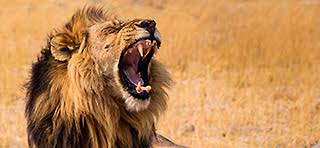 In botswana erwarten sie abwechslungsreiche landschaften von der kargen kalahariwüste bis zu dem artenreichen okawangodelta. Botswana Reisen Rundreise Und Safari Exotische Reisen