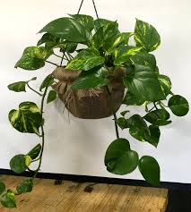 Maybe you would like to learn more about one of these? 8 Jenis Pokok Hiasan Yang Mampu Jadi Pembersih Udara Dalam Rumah