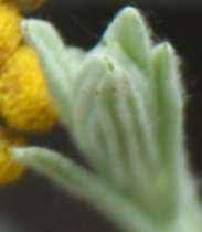 Image result for Helichrysum aureo-nitens
